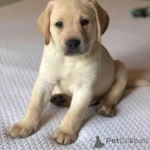 Фото №3. Чиотский лабрадор-ретривер в продаже.  Франция