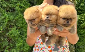 Дополнительные фото: Померанский плесн, щенки высочайшего качества
