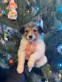 Дополнительные фото: Чудесная малышка Снежа ищет дом. В добрые руки.