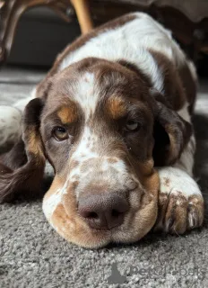 Дополнительные фото: Женщина -собака спрингер -спаниель английский