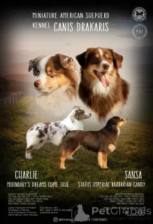 Дополнительные фото: Миниатюрный американский пастух (MAS) щенка мужчина