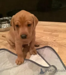 Дополнительные фото: Fox red Labrador Retrievers pups for sale. ..whatsapp me at 44 7453 907158