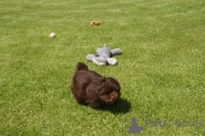 Фото №1. русская цветная болонка - купить в Шверценбах за договорная. Объявление №162990