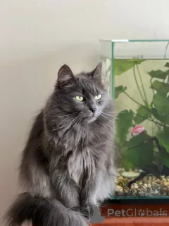 Фото №4. Продам  в Минске частное объявление - цена Бесплатно