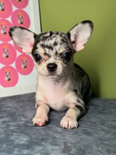 Фото №1. чихуахуа - купить в Хельсинки за 46384₽. Объявление №164041