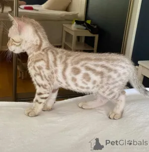 Фото №1. бенгальская - купить в Хельсинки за 51022₽. Объявление №163647