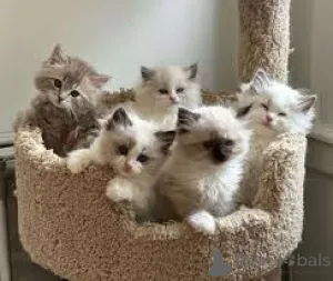 Фото №1. рэгдолл - купить в Вена за 53805₽. Объявление №163795