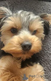 Фото №1. йоркширский терьер - купить в Бенфи за 83490₽. Объявление №146026