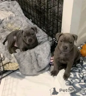 Дополнительные фото: Щенки стаффордширского бультерьера голубого окраса на продажу