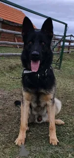 Дополнительные фото: Рабочие собаки породы немецкая овчарка.