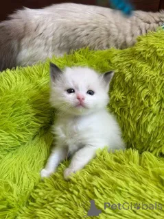 Фото №3. Чистокровные тряпичные котят. США