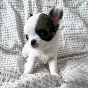 Дополнительные фото: Продаются щенки чихуахуа, Бизнес WhatsApp 37256348129