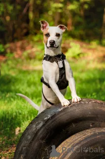 Дополнительные фото: Красивый пёс Дарий в добрые руки.