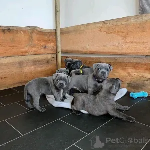 Фото №2 к объявлению №161505 о продаже стаффордширского бультерьера - купить в Германии частное объявление, заводчик