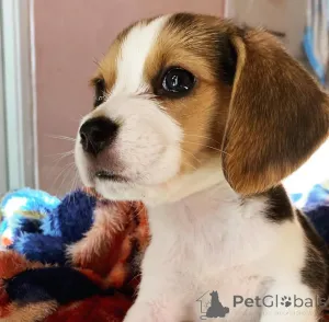 Фото №4. Продажа  в Торонто  - цена 53921₽