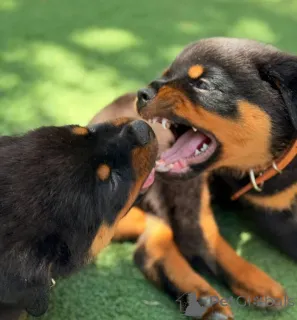 Фото №3. Свяжитесь с Rottweiler-Welpen zu verkaufen... WhatsApp 44 7453 907158.  Германия