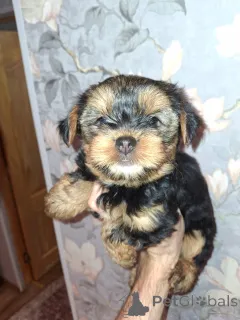 Дополнительные фото: Девочка и Мальчик Йоркширского Терьера. 