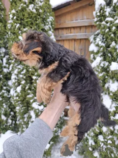 Дополнительные фото: Щенки Йоркширского Терьера