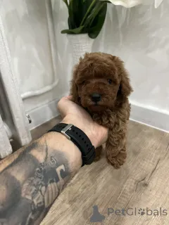 Фото №3. Той-пудель высшего качества..  Сербия