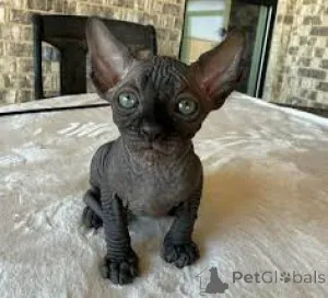 Фото №3. Сфинкс-Kätzchen zu verkaufen. Франция