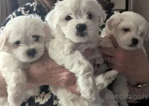 Фото №1. мальтийская болонка - купить в Бонн за 41745₽. Объявление №149688