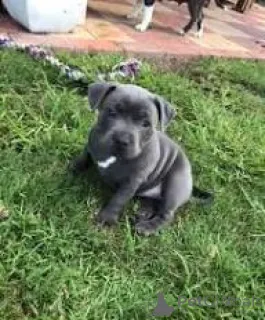 Фото №2 к объявлению №165661 о продаже стаффордширского бультерьера - купить в Франции частное объявление, заводчик