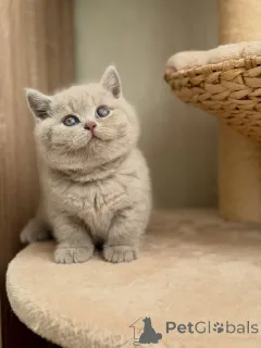 Фото №3. Очаровательный лиловый британский короткошерстный котенок, плюшевый мишка с. Германия