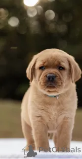 Фото №1.  - купить в Манчестер за договорная. Объявление №160258