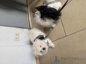 Фото №4. Продажа кеесхонда в Два -бриджа  - цена договорная