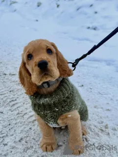 Фото №1. английский кокер-спаниель - купить в Берлине за договорная. Объявление №163761
