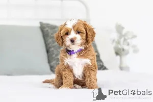 Фото №1. лабрадудль - купить в Базель за договорная. Объявление №155594