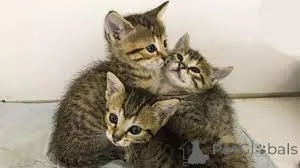 Фото №2 к объявлению №164260 о продаже египетский мау - купить в Бельгии частное объявление, заводчик