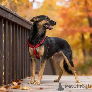 Фото №2 к объявлению №156933 о продаже беспородную - купить в России частное объявление