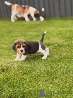 Фото №3. Entzückende Beagle-Welpen suchen einliebevolles Zuhause!.  Германия