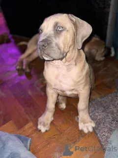 Фото №1. бурбуль - купить в Берлине за договорная. Объявление №162692