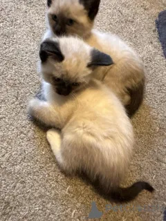 Фото №1. сиамская - купить в Стадо за 32468₽. Объявление №148375