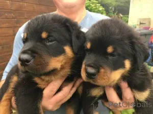 Дополнительные фото: Щенки ротвейлера