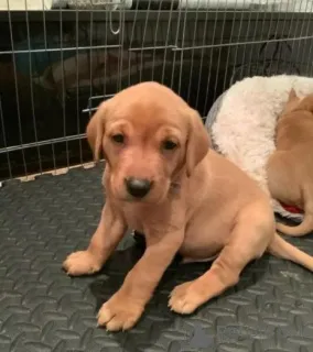 Дополнительные фото: Fox red Labrador Retrievers pups for sale. ..whatsapp me at 44 7453 907158