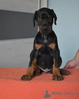 Фото №4. Продажа добермана в Варшаве заводчик - цена договорная