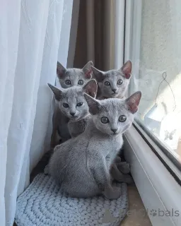 Фото №1. русская голубая - купить в Франкфурт-на-Майне за договорная. Объявление №164198