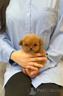 Фото №1. пудель (той) - купить в Страсбург за договорная. Объявление №153061