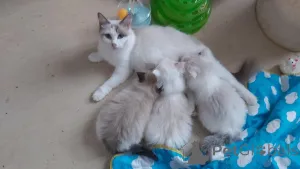 Фото №1. рэгдолл - купить в Берне за 37107₽. Объявление №159210