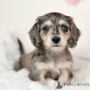 Фото №1. такса - купить в Вена за 64937₽. Объявление №165414