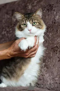 Дополнительные фото: Мени потешный нос