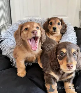 Фото №1. такса - купить в Лейпциг за договорная. Объявление №154727