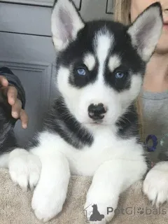 Фото №2 к объявлению №161549 о продаже сибирского хаски - купить в Германии частное объявление