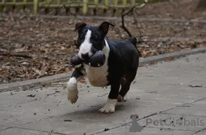 Дополнительные фото: Мини-бультерьер