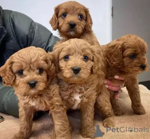 Фото №1.  - купить в Спартинас за договорная. Объявление №160318