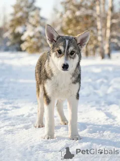 Фото №3. Три щенячьх сердца ищут добрых хозяев.  Россия