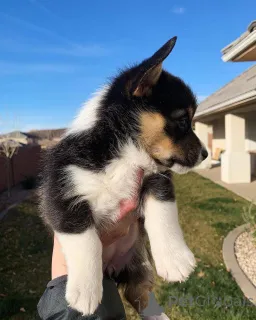 Дополнительные фото: Главная Выращенные щенки корги Продажа щенков